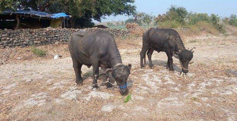 બે ખડેલા વહેચવા...