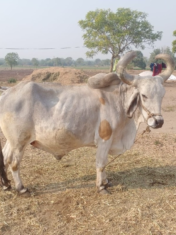 બળદ વેચવાનો છે