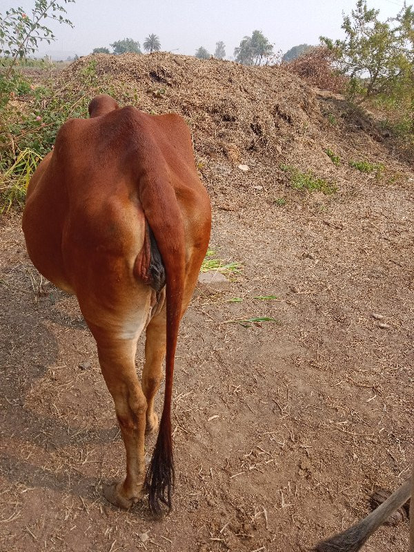 ગાય વેચવાની છે