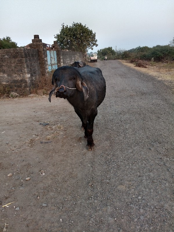 દાવ પાડો વેચવાન...