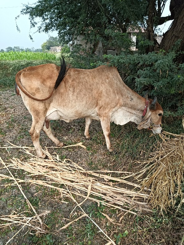 ગાય વેચવાની છે