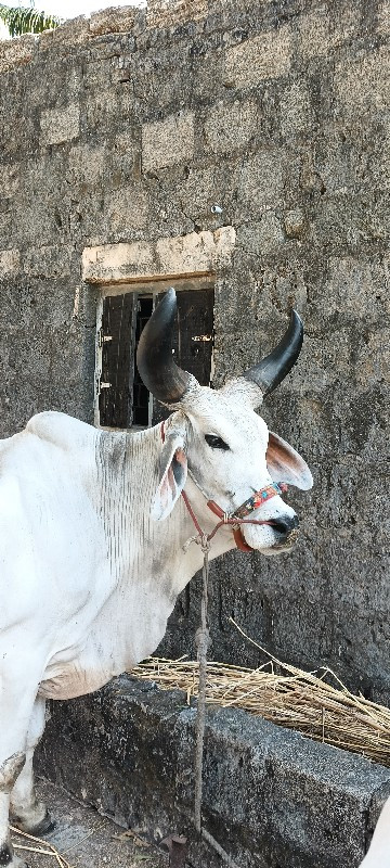 ગોઢલો વેચવાનો છ...