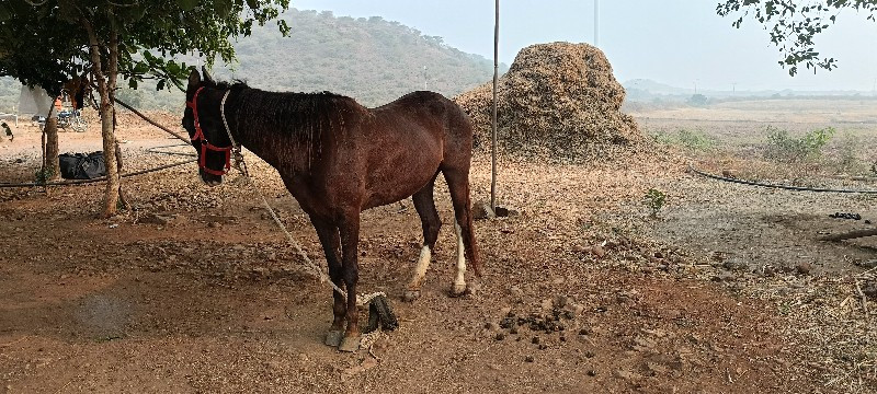 ઘોડી વેસવાની છે