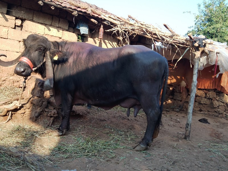 વીજય