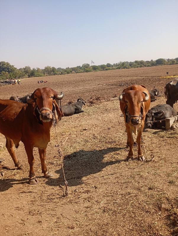 બળદ વેચવાના છે