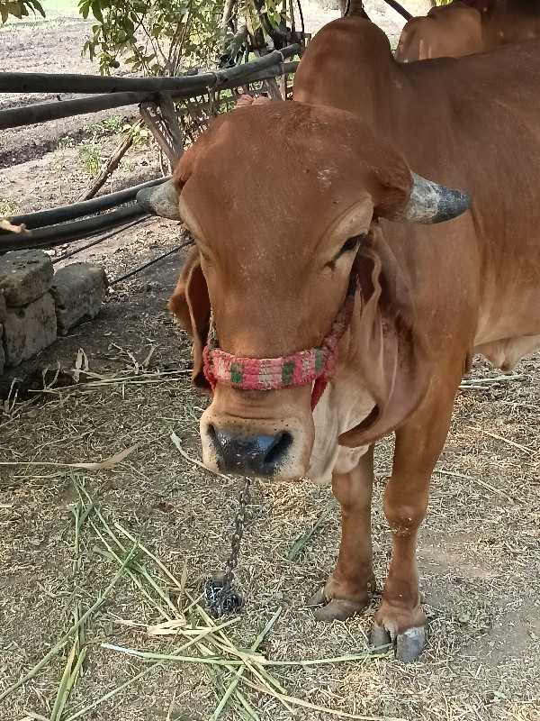 ગાય વેચવાની છે