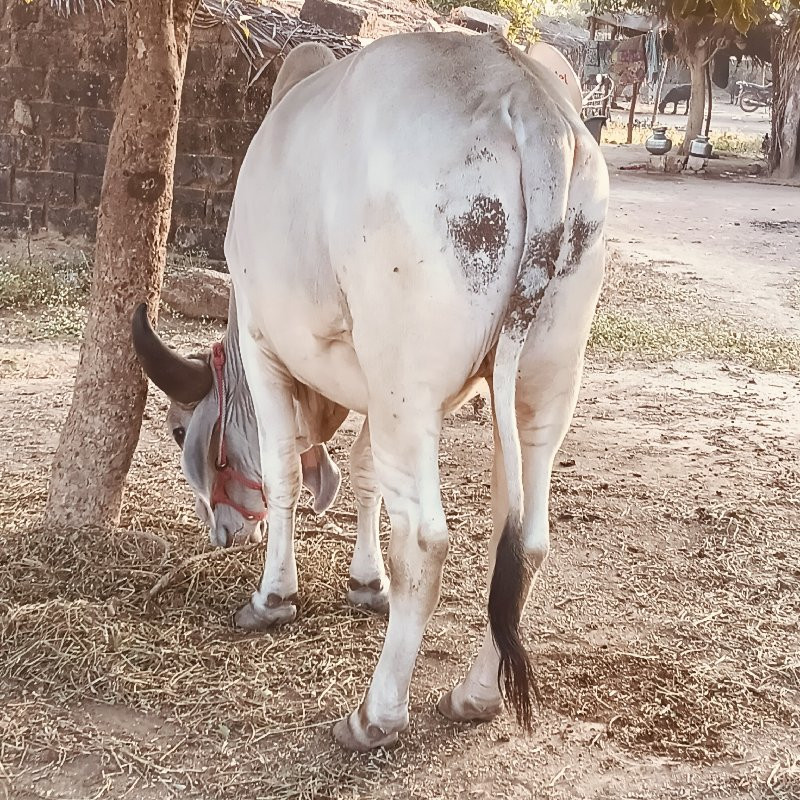 ગોધલો વેચવા નો...