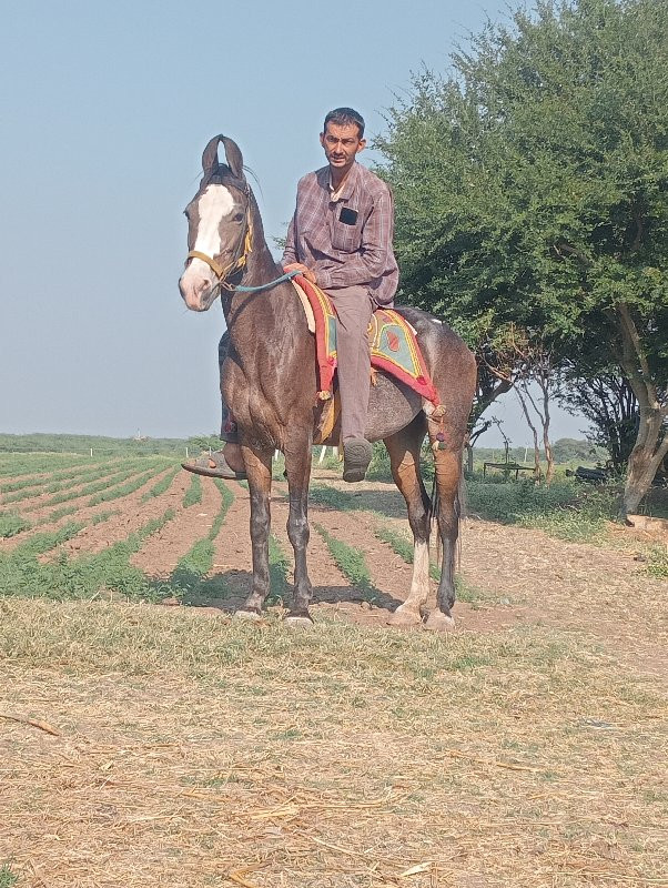 ghodi veshvani...