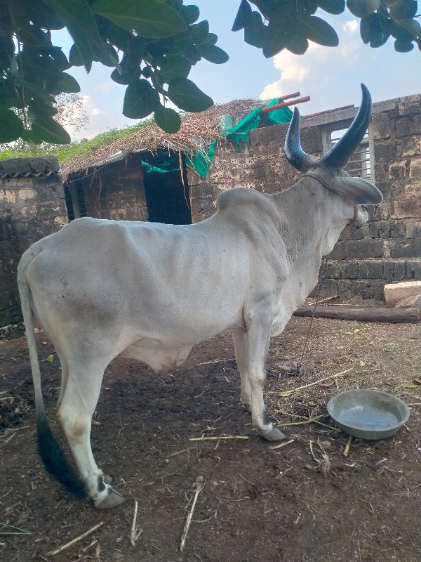 એક વાવણી વાવેલો...