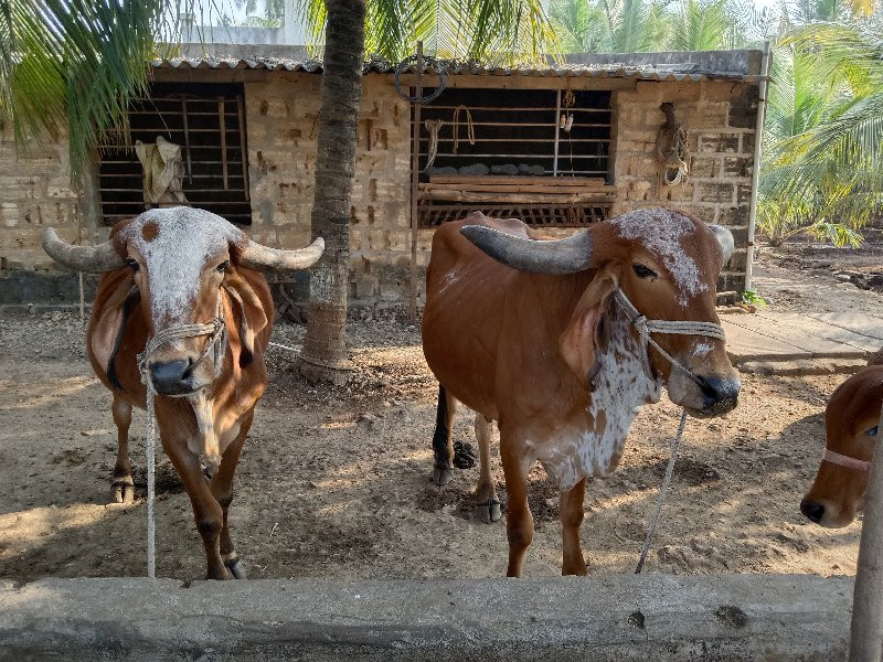 ગોધરા વેચવાના છ...