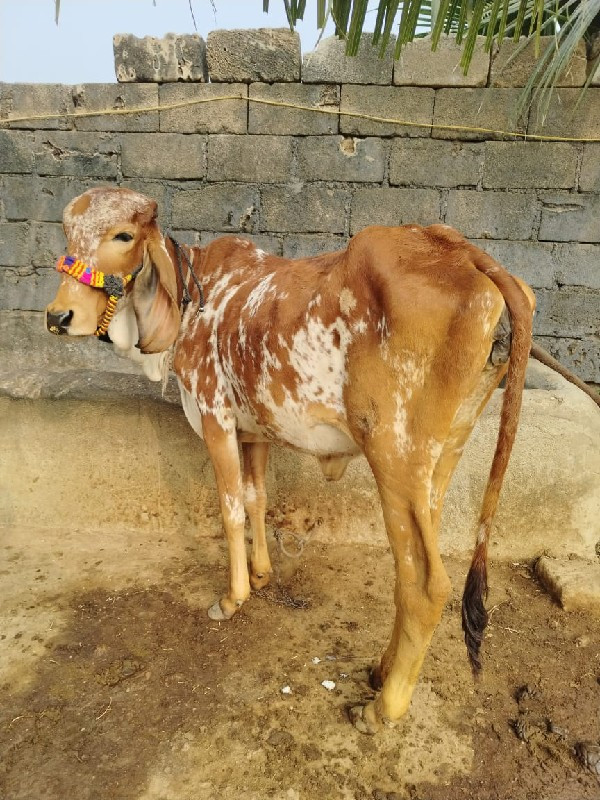 વાછરડી વેચવાની...