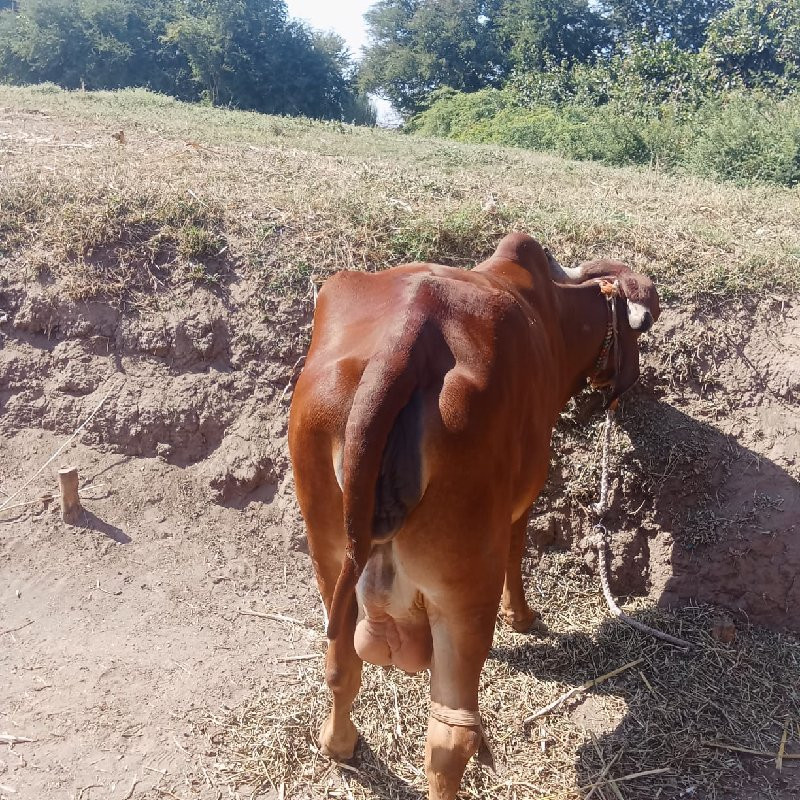 ગાય વેચવા ની છે