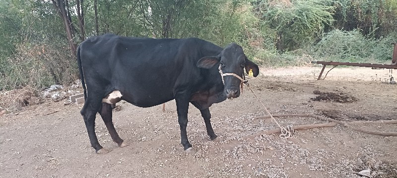 જર્સી ગાય વેચવા...