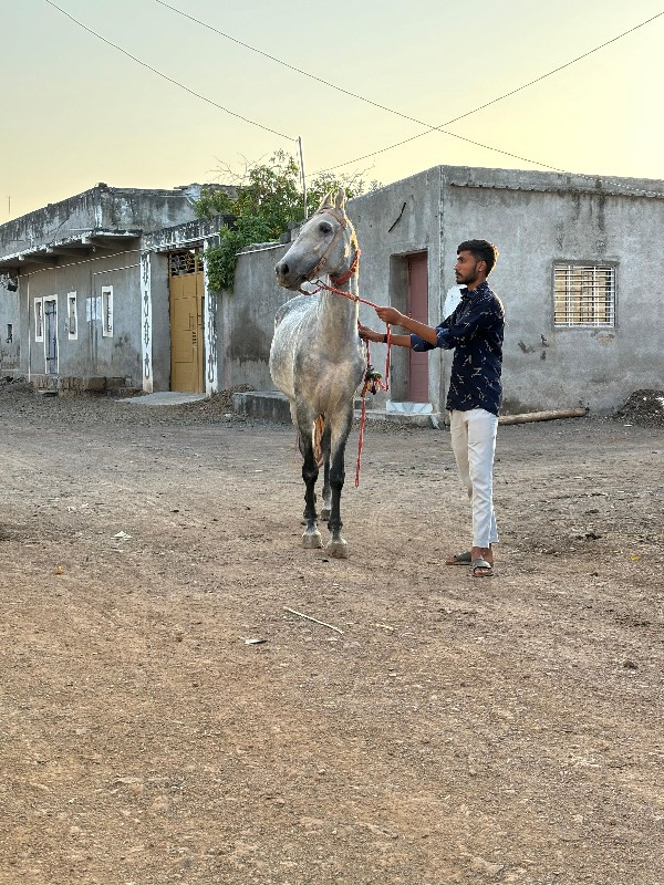 ઘોડી વેચવાની છે