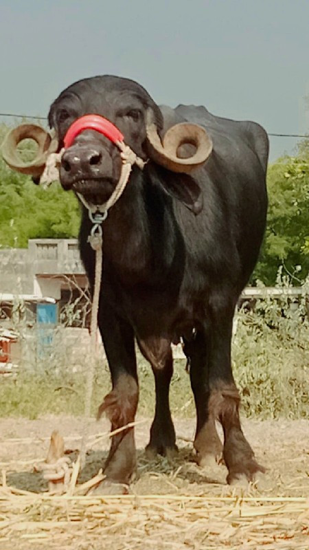 પેલું વેતર ખડેલ...