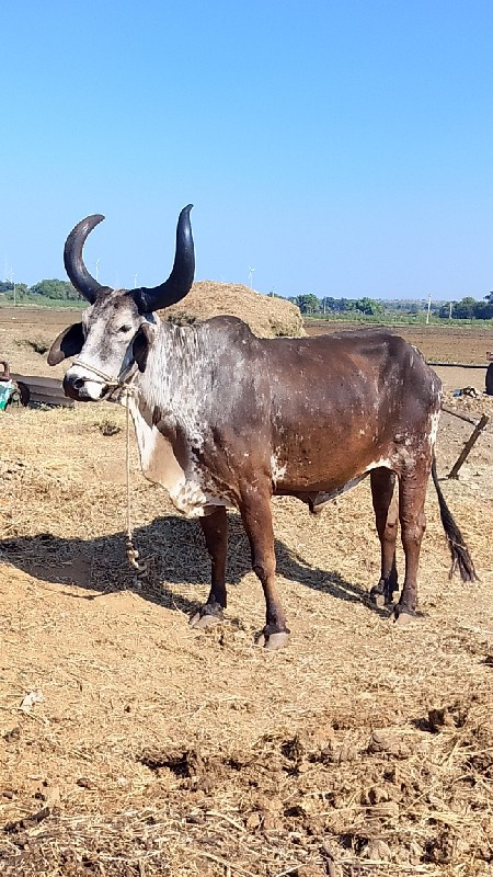 બળદ વેચવાના છે