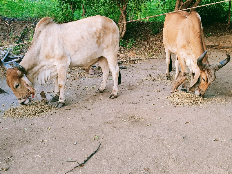 ગોઢલા વેચવાના છ...