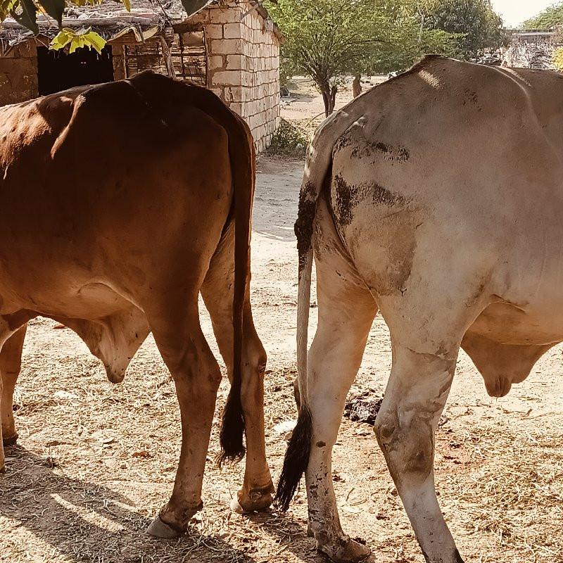 ગોધલા  વેસવાનછે...