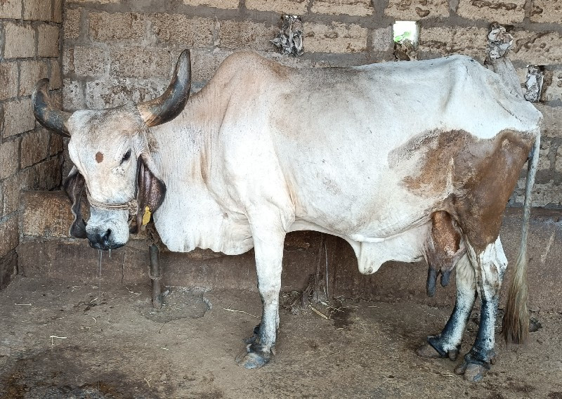 ગાય ગાભીન નથી