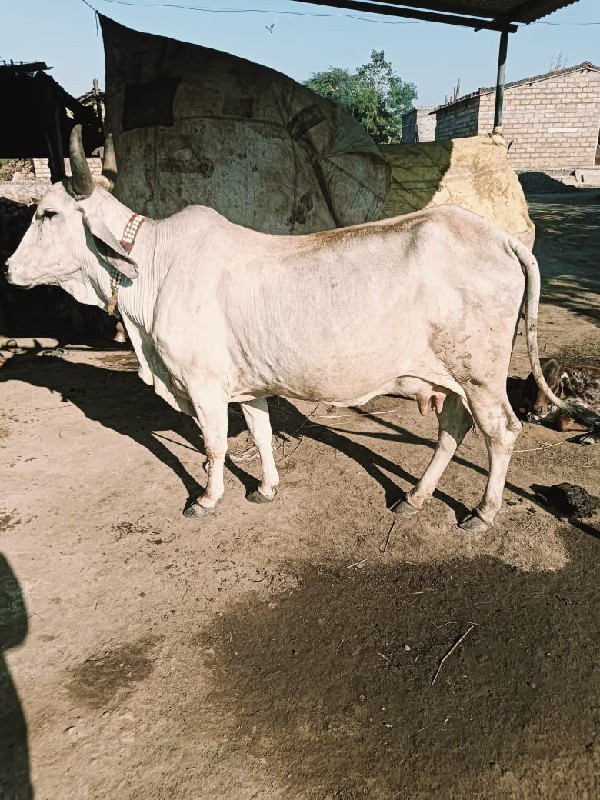 ગાય વેચવાની છે...