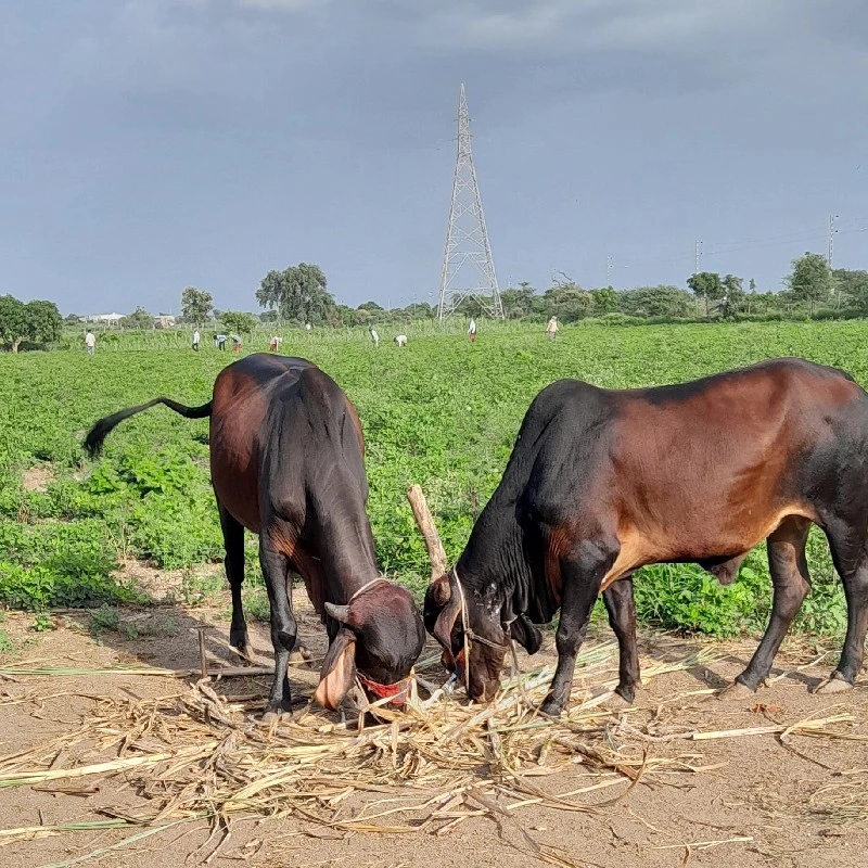 ગોંઢલા વેચવાના...