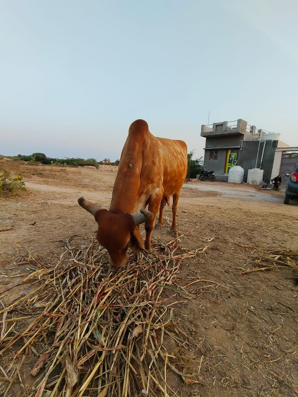 ગાય વેચવાની સે