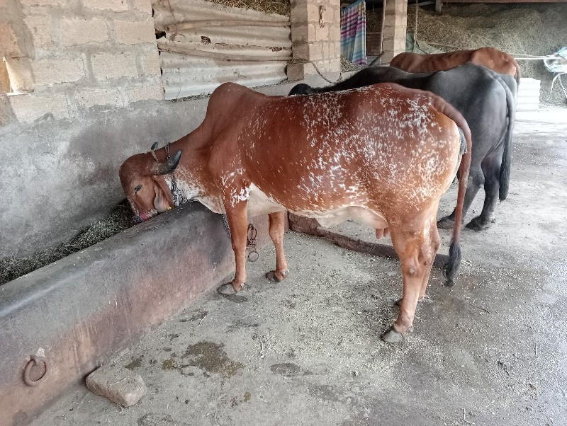 ગાયું વેચવાનું...