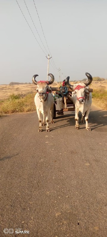 devbhumi Dwarka...