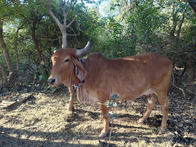 હોળકી વેચવાની છ...