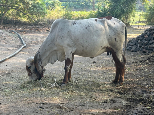 Gay Vechvani