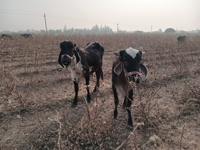 ગોધલા વેચવાના છ...