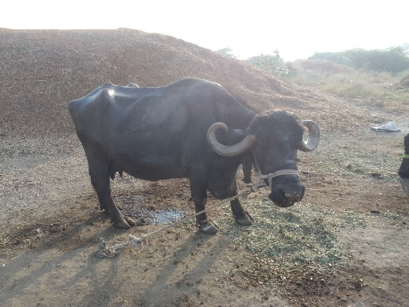 ભેંસ વેચવાની છે