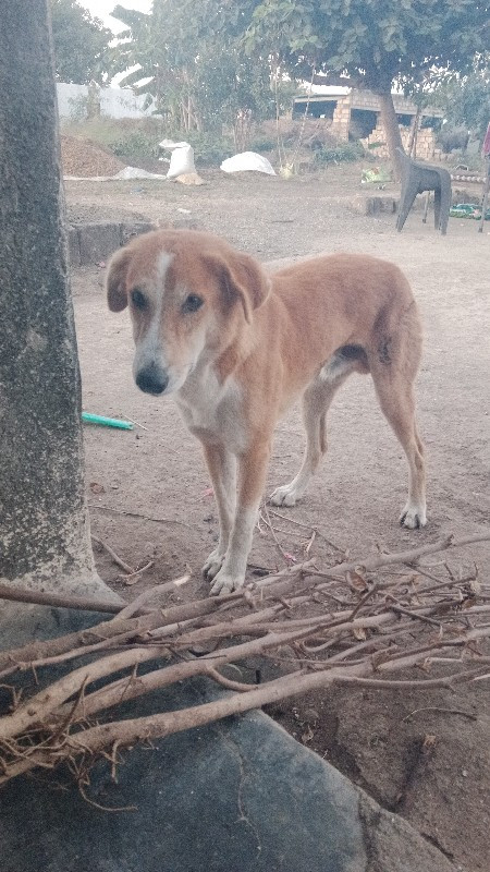 કૂતરો વેચવાનો છ...