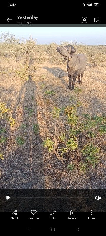 આ પડો વેચવાનો છ...