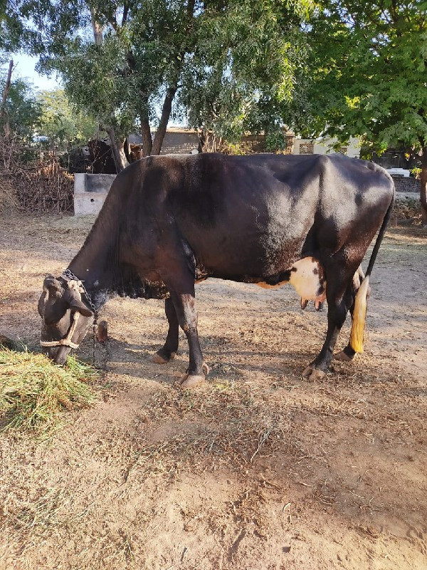 જરશી ગાય વેચવાન...