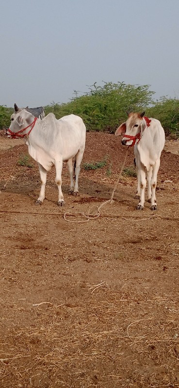 જિલ્લો દેવભૂમિ...