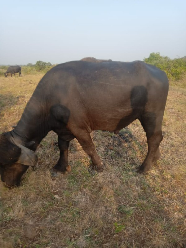 પાડો બેસવાનો છે