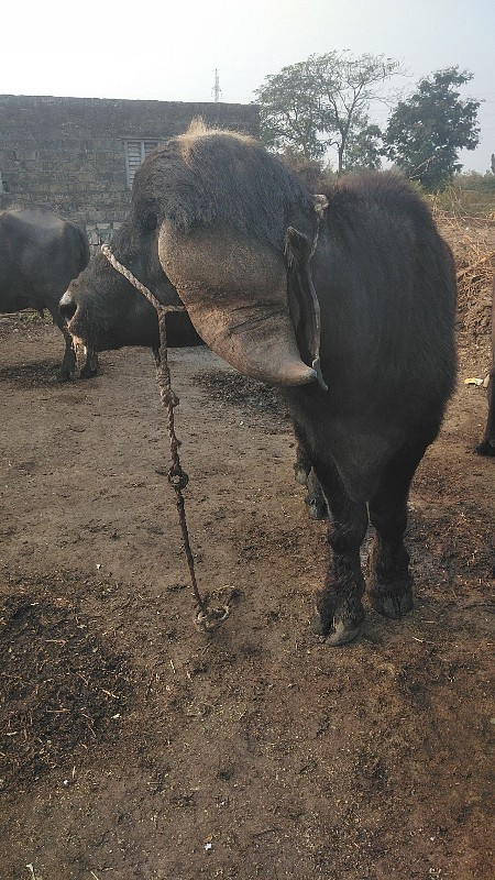 આપાડોવેચવાનોછે