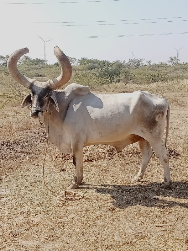 વેચવાનો છે એક છ...