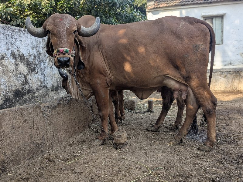 ગાય વેચવાની છે