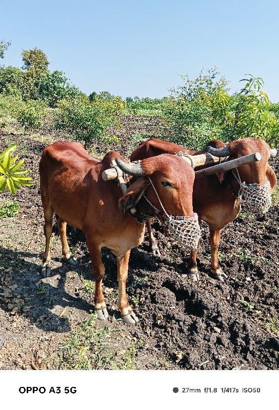 ગોઢલા વેસવા ના...