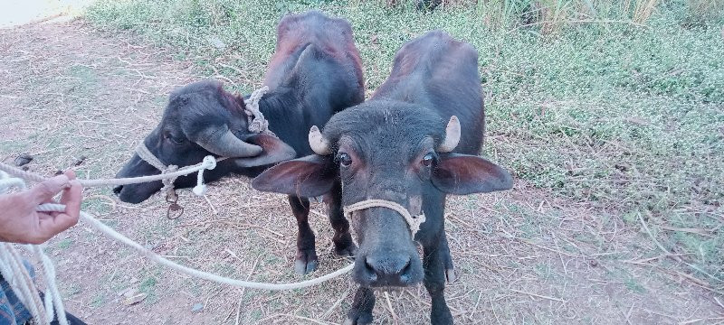 પાડી અને પાડો બ...