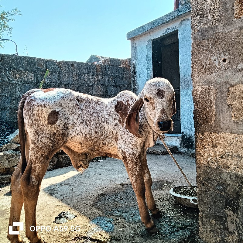 કાબરો ગીર વાષડો