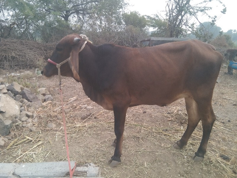 જરશી ઓડકી વેસવા...