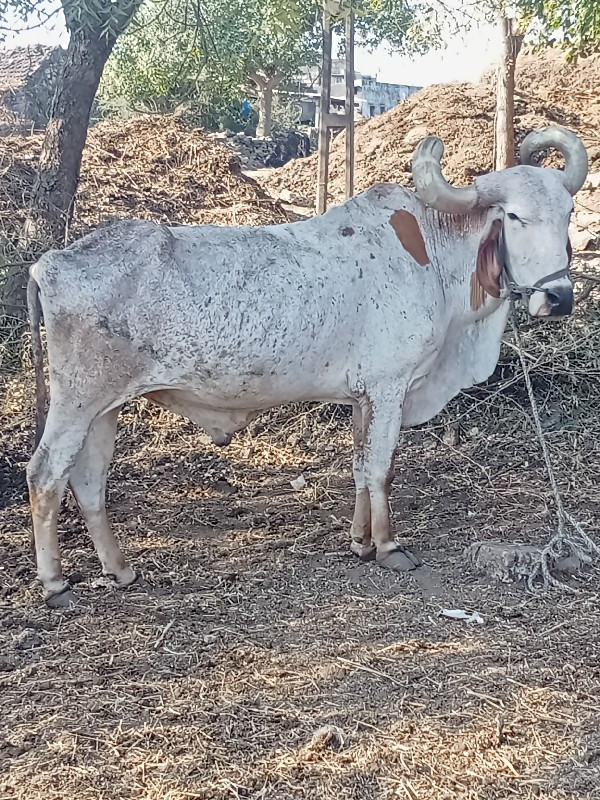 બળદ વેચવાનો છે