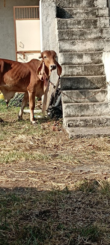 ઓરીઝનલ ગીર ખુંટ