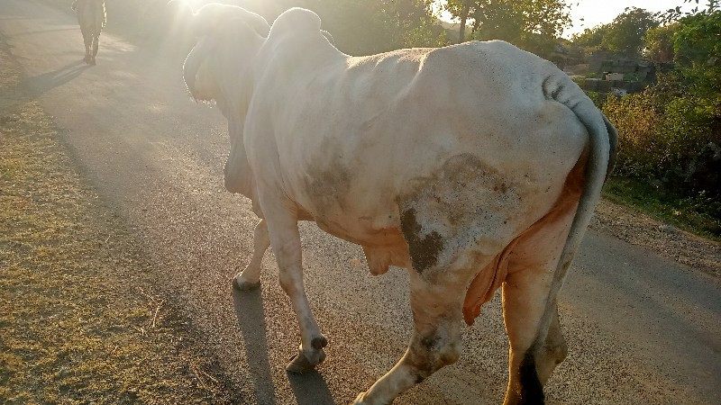 ગાય ને ભેંસ વેચ...