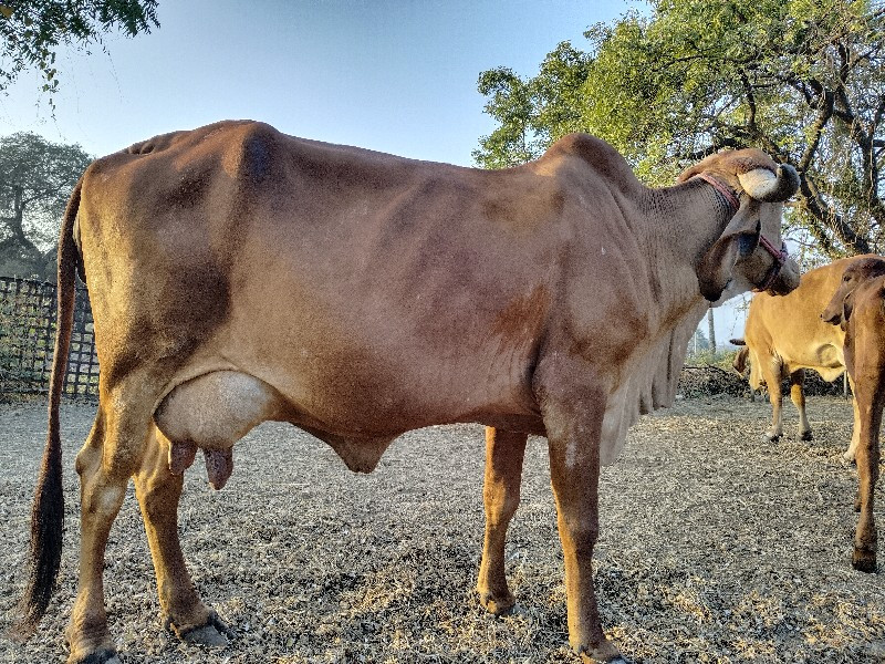 ગિર ગાય