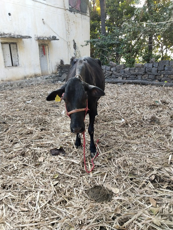 ગાય વેસ્વા ની સ...