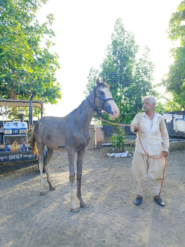 વસેરી